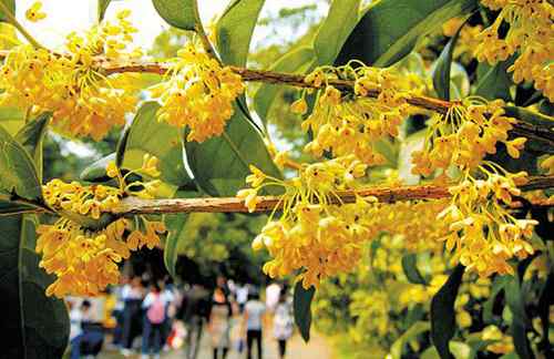 桂花樹幾月開花 杭州桂花什么時(shí)候開？ 2016杭州西湖桂花節(jié)時(shí)間、地點(diǎn)