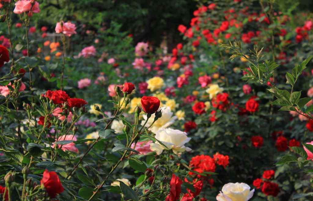 夏鵑 五月花開(kāi)  正是賞花好時(shí)節(jié)