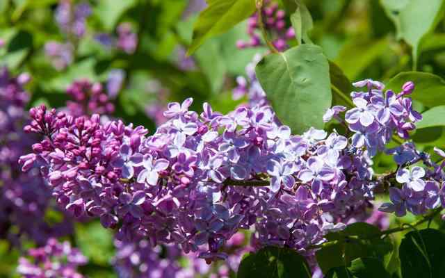 丁香花什么時(shí)候開(kāi)花 哈爾濱的丁香花幾月份開(kāi)？