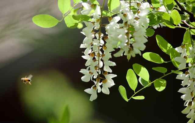 紫色槐花能吃嗎 才知道槐花還有紫色和白色之分，紫槐花是否能吃？看看老農(nóng)怎么說