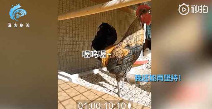 公雞打鳴打到缺氧昏倒