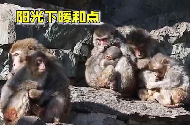 動(dòng)物園小陸龜穿毛衣御寒