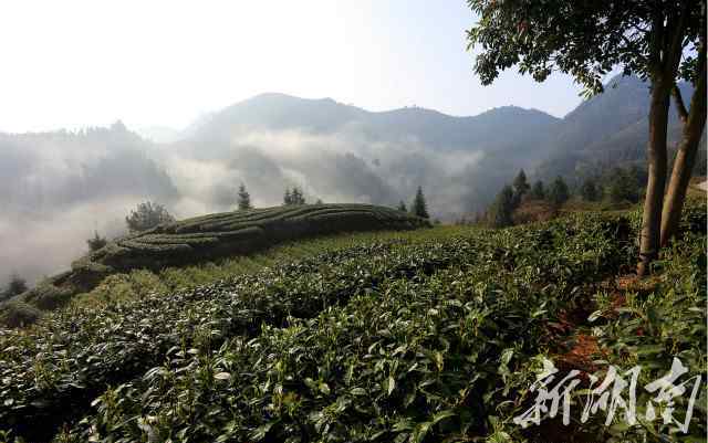 保靖黃金茶 明前茶市場俏 湘西保靖黃金茶每斤600元 上漲20%