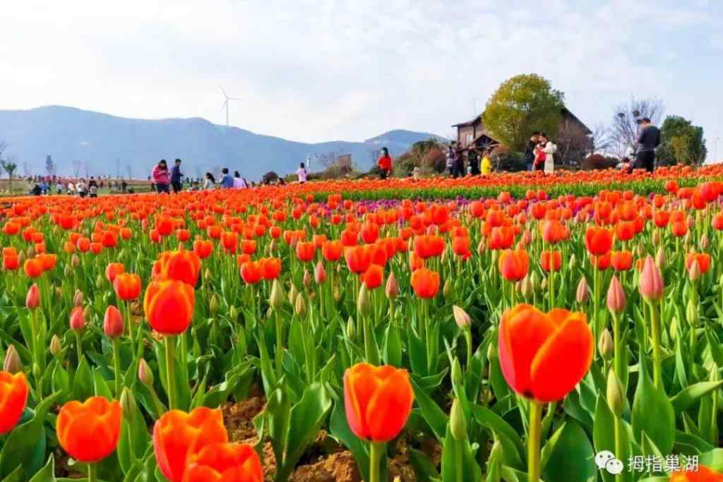 半湯郁金香高地景區(qū) 重磅！巢湖人可以去郁金香高地賞花啦