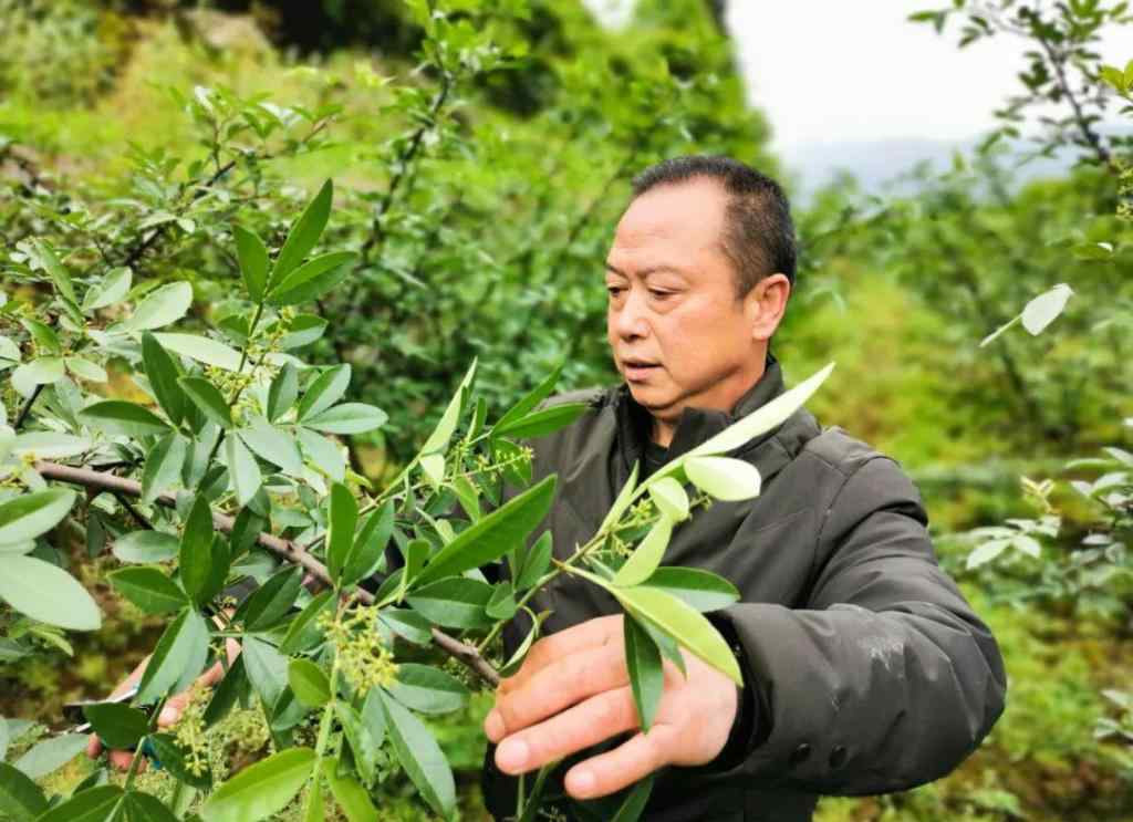 一畝花椒產(chǎn)量 小花椒“長(zhǎng)”成大產(chǎn)業(yè)，余慶縣敖溪鎮(zhèn)花椒種植面積已達(dá)2.5萬(wàn)畝