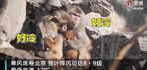 北京動(dòng)物園猴子抱團(tuán)取暖 這是什么畫面