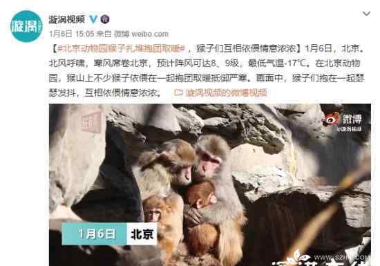 北京動物園猴子抱團取暖 還原事發(fā)經(jīng)過及背后原因！