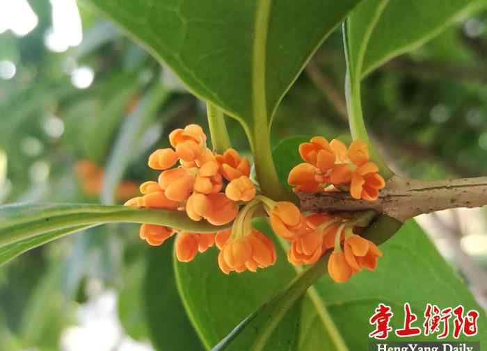 愛(ài)蓮閣 西湖公園300株桂樹(shù)競(jìng)相綻放，幽幽桂花香等你來(lái)賞