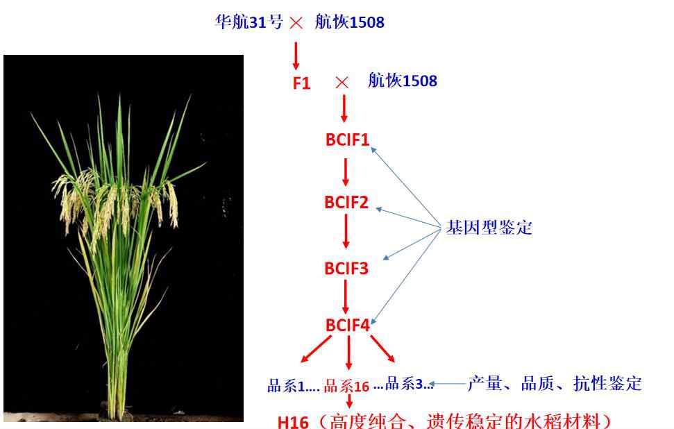 和嫦娥五號(hào)上天的水稻種子發(fā)芽了 嫦娥五號(hào)搭載的水稻種子