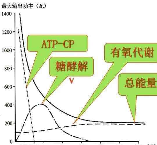 人體三大供能系統(tǒng) 淺談運(yùn)動中的三大供能系統(tǒng)