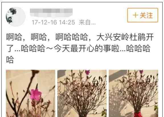 杜鵑花為什么是禁花 “起死回生”的杜鵑花刷爆朋友圈 野生杜鵑花真有那么神奇嗎？