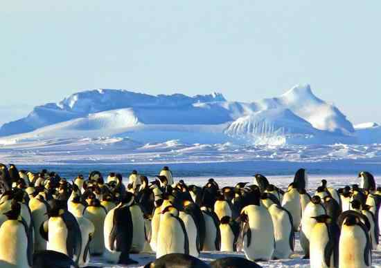 antarctic 一趟60萬 為什么中國(guó)人喜歡到南極這個(gè)不毛之地旅游?