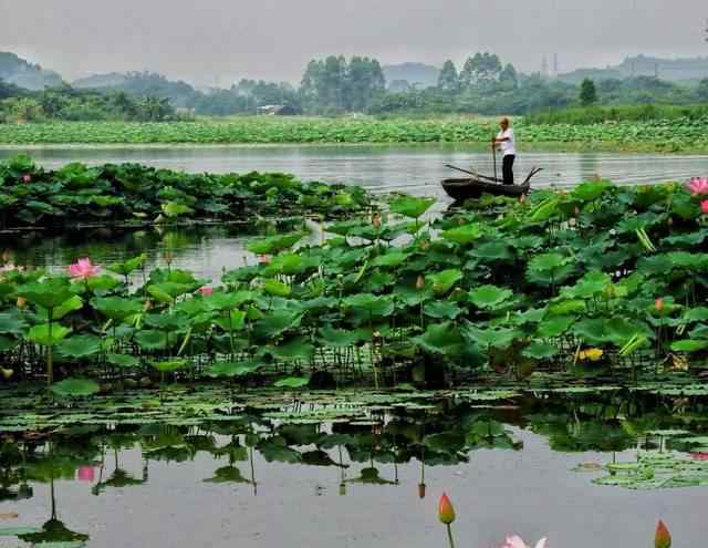 李一姐 鶴山古勞水鄉(xiāng)荷花開了，快來玩