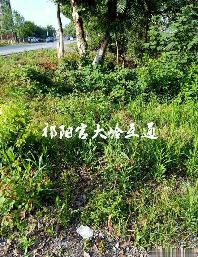 互通圖 衡永高速公路祁陽官大嶺互通圖集