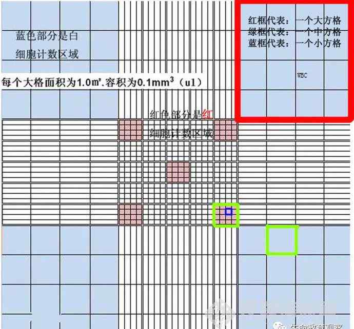 血細胞計數(shù)板計算方法 一圖看懂“血細胞計數(shù)板”的用法和計數(shù)原理