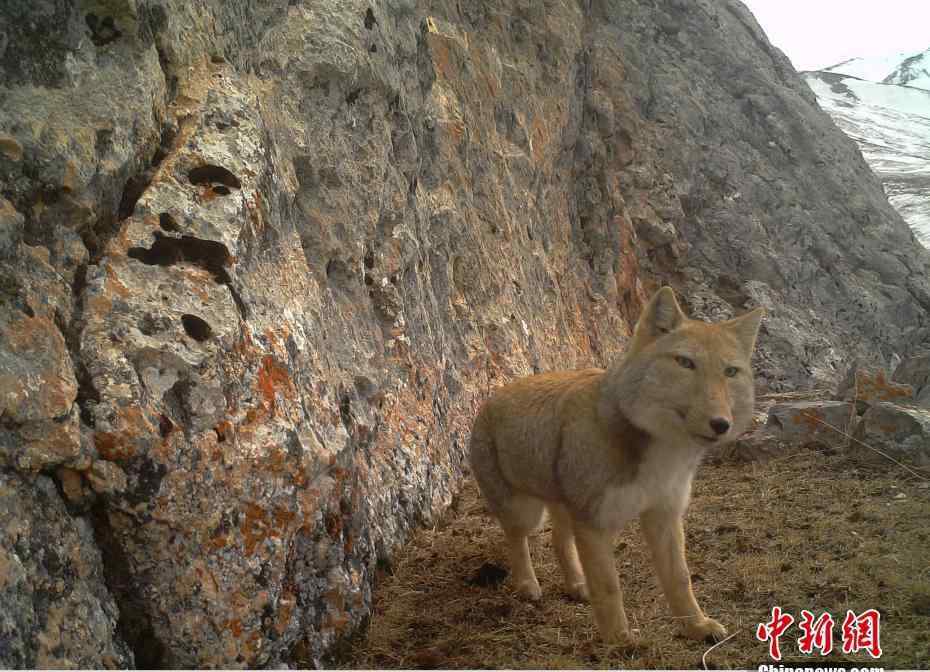 藏狐 青海發(fā)現(xiàn)野生藏狐 大方臉露出迷之微笑 為什么說(shuō)藏狐精神污染