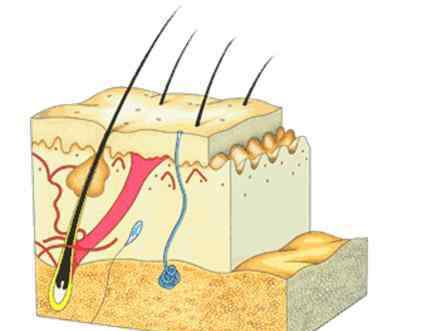 真皮層 皮膚=面子？皮膚知識(shí)解析之真皮層、皮下組織、皮膚PH等