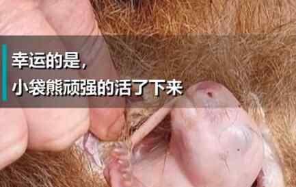 始料未及!袋熊死亡后袋囊中伸出一只小手 接下來(lái)不可思議的一幕發(fā)生