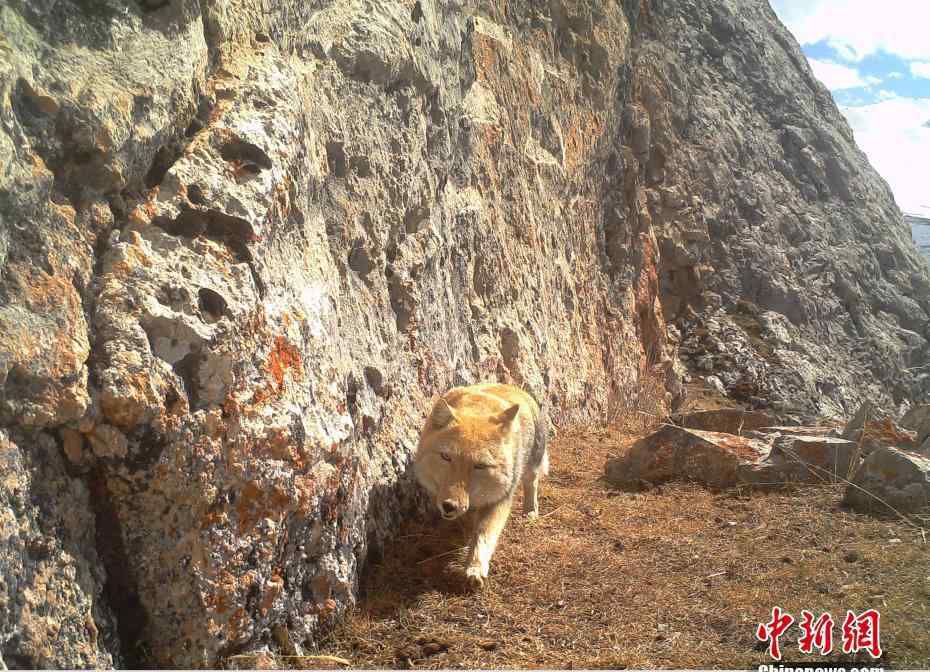 藏狐 青海發(fā)現(xiàn)野生藏狐 大方臉露出迷之微笑 為什么說(shuō)藏狐精神污染