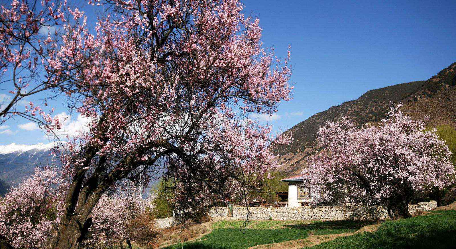 林芝地區(qū)林芝縣天氣 林芝天氣介紹 林芝氣候簡介