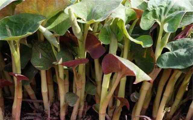 魚(yú)腥草種植方法 蕺菜的種植技術(shù)，做好這幾點(diǎn)，種的魚(yú)腥草一定長(zhǎng)得好