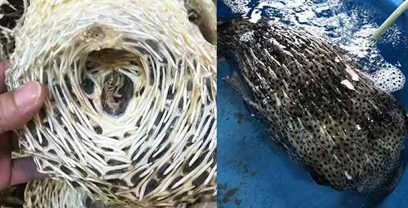 ?？谝荒凶邮种副淮条U魚咬斷！海鮮市場制作警示牌 緊急提醒