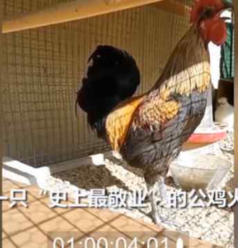 公雞打鳴打到缺氧昏倒 具體是啥情況?