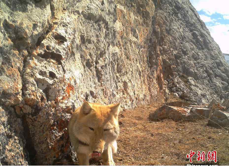 藏狐 青海發(fā)現(xiàn)野生藏狐 大方臉露出迷之微笑 為什么說(shuō)藏狐精神污染