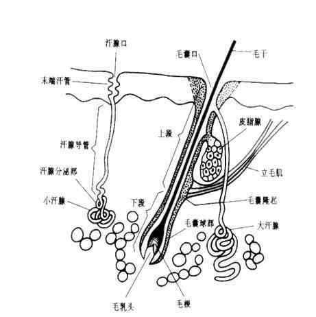 真皮層 皮膚=面子？皮膚知識(shí)解析之真皮層、皮下組織、皮膚PH等