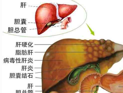 雞蛋吃多了膽固醇會(huì)高嗎 每天到底吃多少個(gè)雞蛋，膽固醇不會(huì)升高？終于有答案了