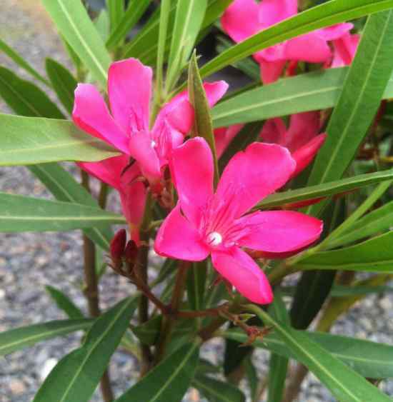 馬蹄蓮有毒嗎 母女把水仙當(dāng)大蒜炒菜中毒入院 家里這些植物都有毒！