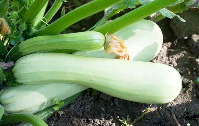 西葫蘆種植技術(shù) 小型西葫蘆栽培技術(shù)，水肥管理要上心，科學(xué)種植很關(guān)鍵