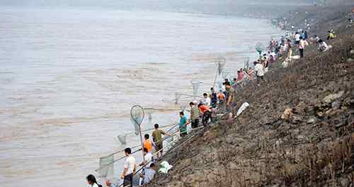 流魚 黃河流魚引群眾集體捕撈 什么是黃河流魚