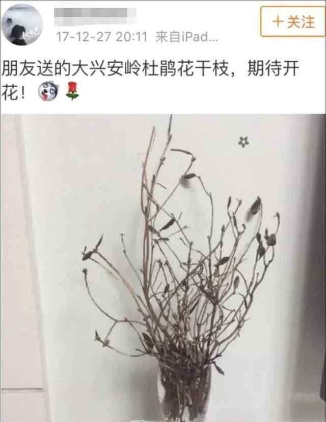 杜鵑花為什么是禁花 “起死回生”的杜鵑花刷爆朋友圈 野生杜鵑花真有那么神奇嗎？