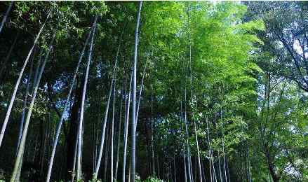 南山竹海在哪里 上海冬季周邊旅游去哪玩呢 江蘇南山竹海是回顧暖秋最佳地點