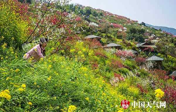 重慶3月天氣 重慶天氣：重慶3月來日照總數(shù)創(chuàng)近5年之最 春分時節(jié)持續(xù)升溫