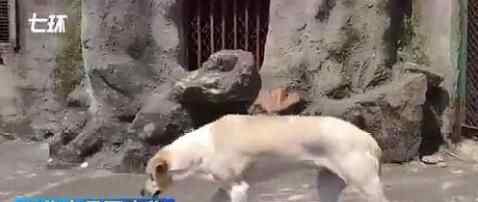 武漢一動物園以狗充狼 這是什么操作？