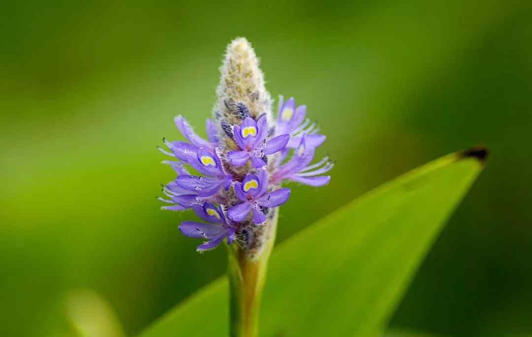 梭魚草 自由行中認(rèn)識(shí)梭魚草，才明白遠(yuǎn)不如它自由