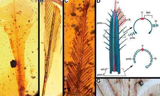 億年前新類(lèi)型羽毛 到底是什么時(shí)期的？