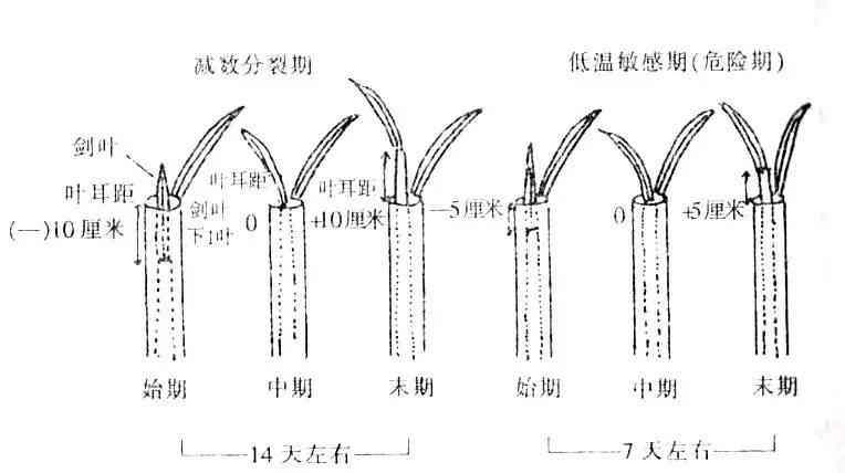 什么是減數(shù) 水稻的減數(shù)分裂是什么，應(yīng)該如何診斷！