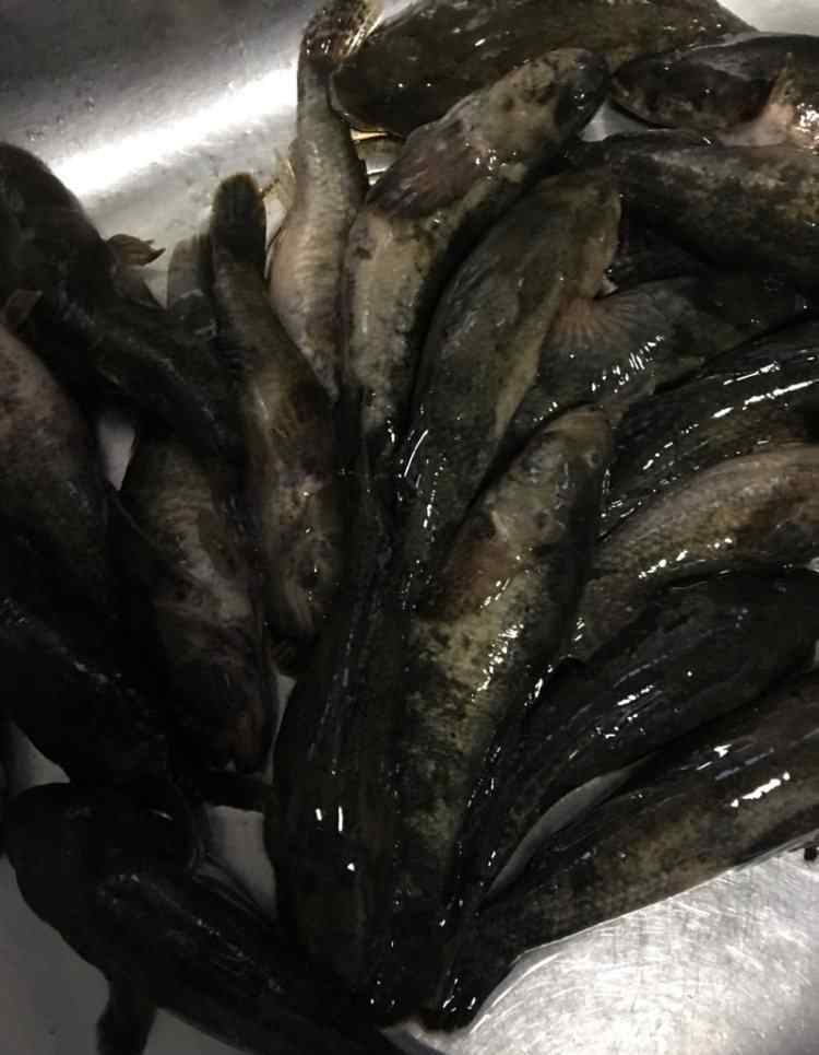 塘鱧 紅燒塘鱧魚的詳細做法 紅燒塘鱧魚食譜簡單做法