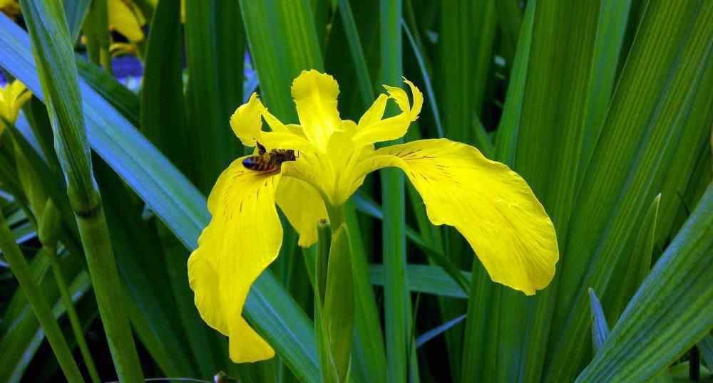 鳶尾花的花語(yǔ) 鳶尾花花語(yǔ)是什么？鳶尾花的寓意