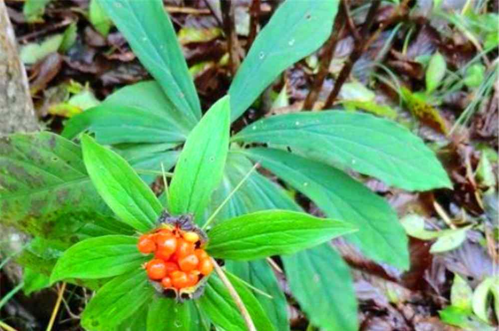 七葉一枝花多少錢一斤 七葉一枝花那么貴，為什么現(xiàn)在種植的人卻十分稀少呢？