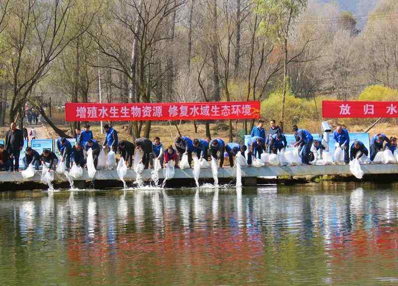 多鱗白甲魚 北京野生魚類銳減！魚類多樣性下降程度明顯