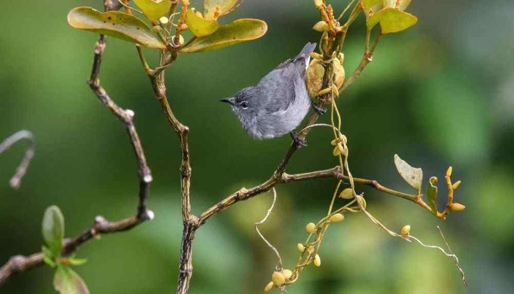 新鳥 一個新鳥種的發(fā)現(xiàn)過程——眼鏡啄木鳥