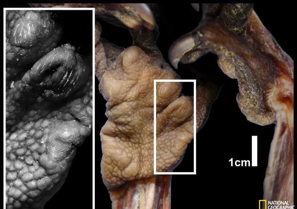 指狐猴 科學家發(fā)現(xiàn)指狐猴有6根手指