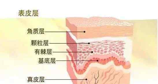 顏?zhàn)鸱?顏?zhàn)鸱唬浩つw基礎(chǔ)知識(shí)及各類皮膚護(hù)理重點(diǎn)！