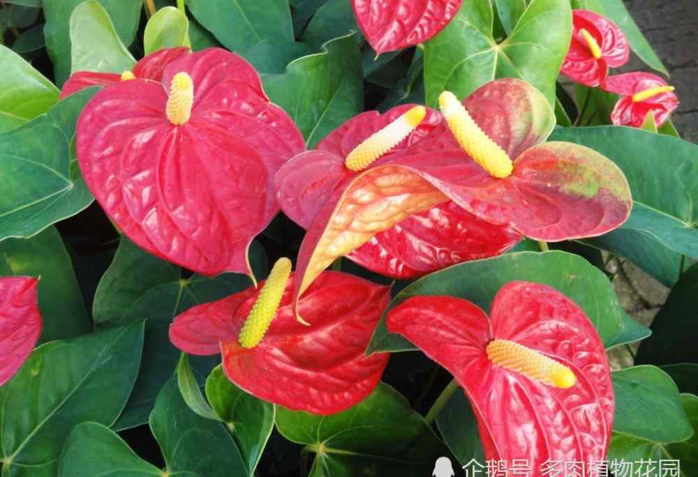 紅掌花 紅掌花的養(yǎng)護(hù)方法，這樣養(yǎng)護(hù)紅掌花期長(zhǎng)，花朵大