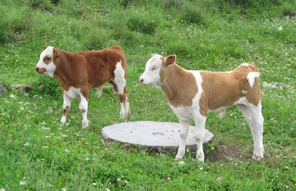 牛犢子價格 牛犢子價格接近萬元，養(yǎng)牛還能夠賺到錢嗎？