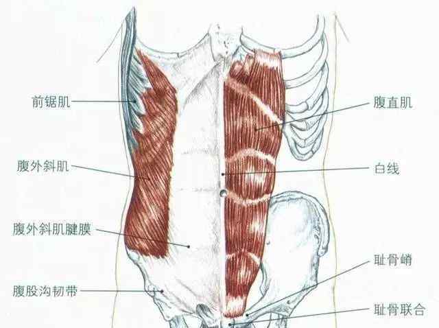 肌腹 腹肌4種肌肉